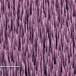 Värviline pilt mitmeseinalistest süsiniknanotorudest, millest igaüks on 40 mikromeetrit pikk. Selline ,,mets" neelab ligi 99,9% pealelangevast valgusest, tänu millele kasutab seda uus NISTi radiomeeter. Pilt: Huang/NanoLab, colorized by Talbott/NIST